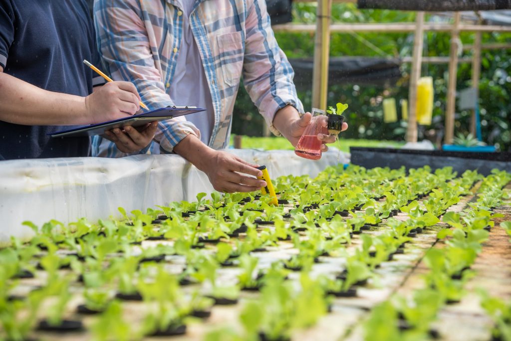 micro-cultivation-leafy-greens