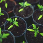 plant-nursery-seedling-sprouts-tomato