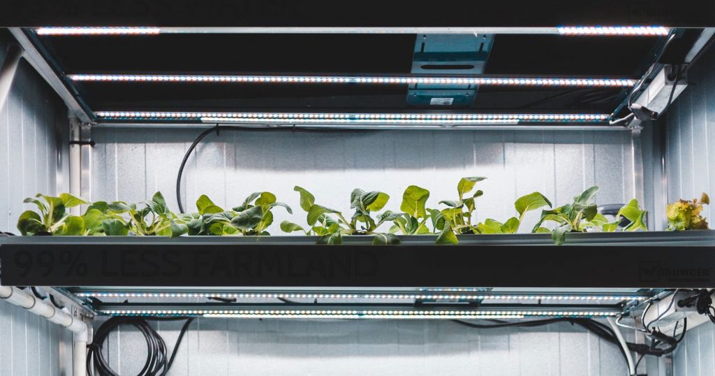 plants-lettuce-leafy-greens-micro-propagation-under-led