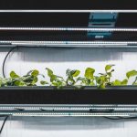 plants-lettuce-leafy-greens-micro-propagation-under-led